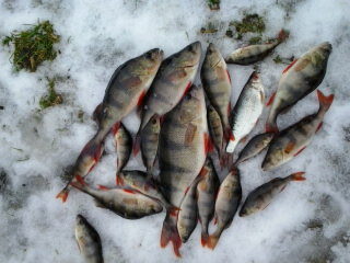 Eurasian perch ×21