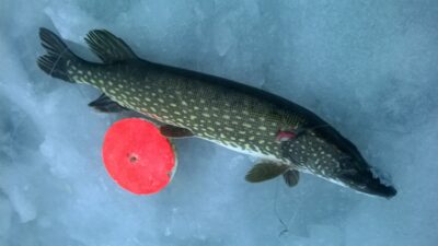 Northern Pike, 2.5 kg — Laukžemių