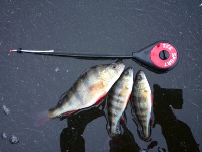 Eurasian perch ×3
