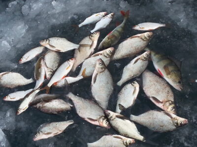 Carp bream