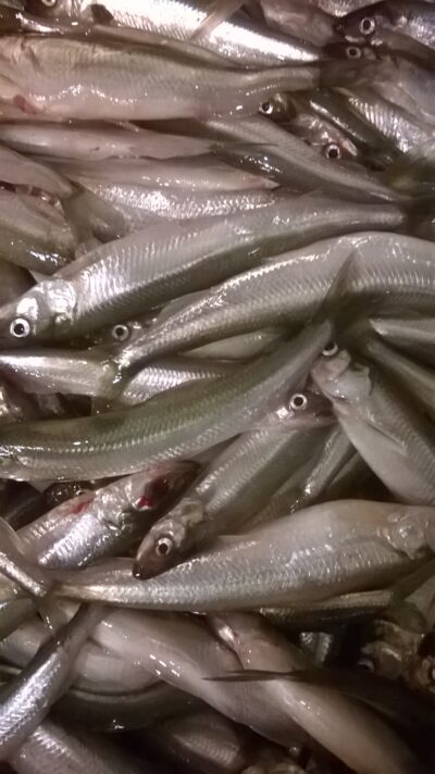 European smelt, 5.0 kg — Kuršių