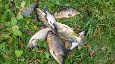 Carp ×6