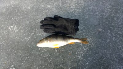 Eurasian perch — Bubių