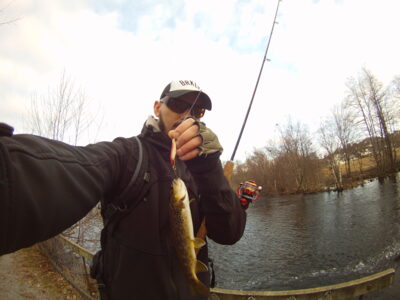 Brown Trout