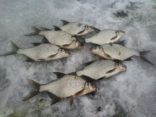 Carp bream ×7