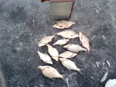 Carp bream — Asveja