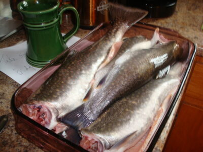 Cutthroat Trout ×4