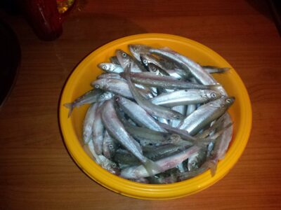 European smelt, 2.0 kg — Kuršių