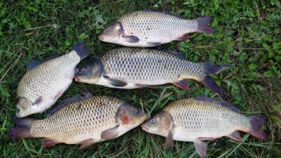 Carp
