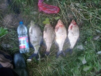 Carp bream ×4