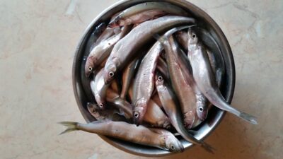 European smelt, 3.0 kg