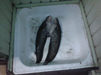 Wels catfish ×2