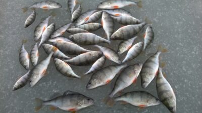 Eurasian perch, 3.0 kg