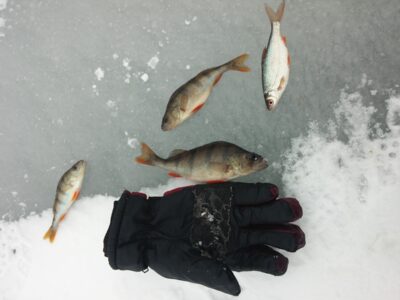 Eurasian perch ×3 — Pravalas