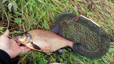 Carp bream — Liberiškio