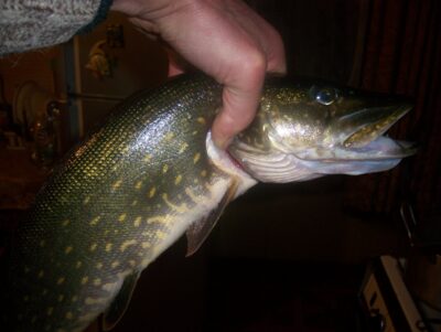 Northern Pike — Mūša