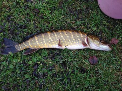 Northern Pike, 1.9 kg — Natalka