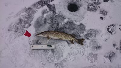 Northern Pike, 1.6 kg — Baltas