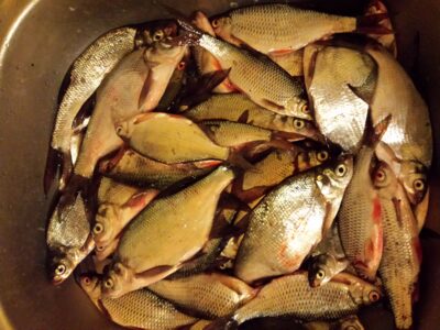 Carp bream ×30 — Kupiškio