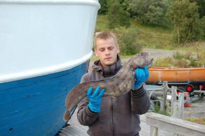 Atlantic wolffish, 6.5 kg — Norwegian Sea
