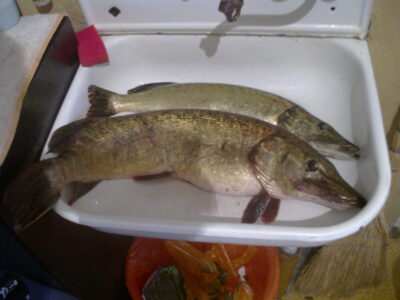 Northern Pike ×2 — Baisogalos I-asis