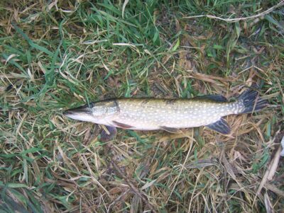 Northern Pike — Švobiškio