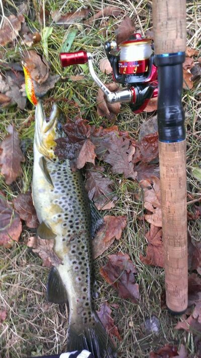 Brown Trout, 1.1 kg
