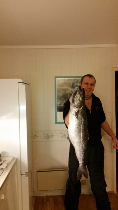 Three bar porcupinefish, 18.3 kg — North Sea