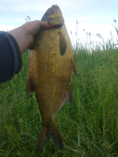 Carp bream, 1.4 kg — Liberiškio