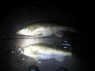 Pike perch ×2 — Neman River
