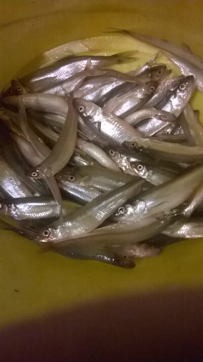 European smelt, 2.5 kg — Kuršių