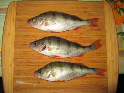 Eurasian perch, 0.2 kg — Danė
