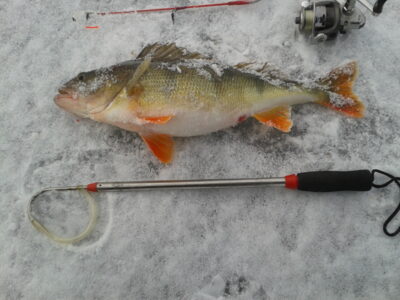 Eurasian perch, 1.2 kg