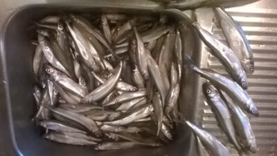 European smelt, 4.8 kg — Kuršių