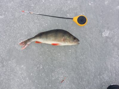 Eurasian perch, 0.4 kg