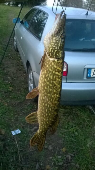 Northern Pike, 1.9 kg — Stepanionių