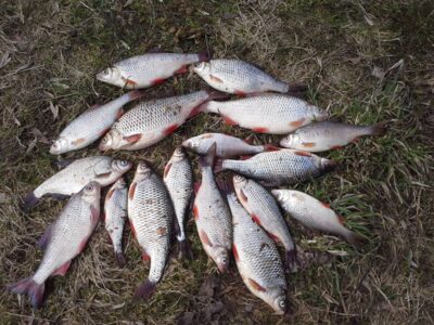 Carp bream — Aukštumala