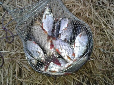 Roach ×30 — Elektrėnai reservoir