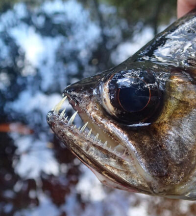 Payara — Casiquiare canal