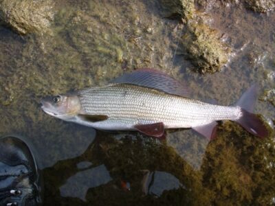 Grayling — Šventoji