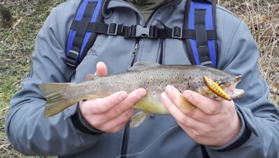 Brown Trout