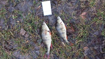 Eurasian perch ×2 — Шешупе