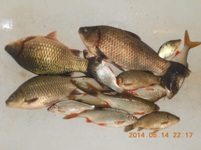 Prussian carp ×4