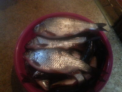 Roach, 0.4 kg — Neman River