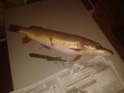 Northern Pike, 3.2 kg — Elmininkų