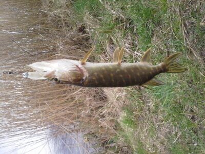 Northern Pike ×3