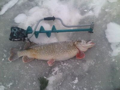 Northern Pike, 2.8 kg — Rubikių