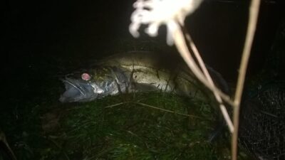 Pike perch, 1.3 kg — Beržėnų
