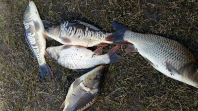 Carp bream ×11