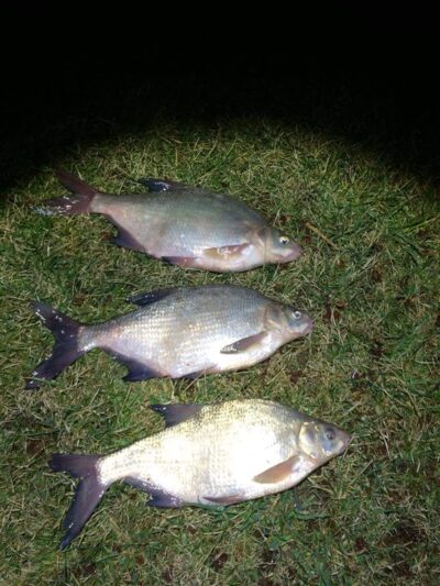 Carp bream ×3 — ATMATA